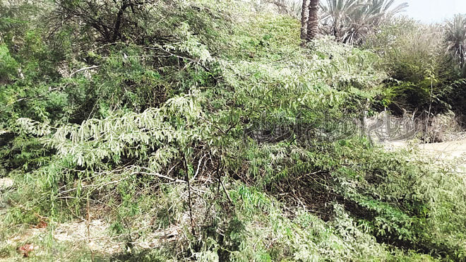 وصل زحف شجرة السيسبان إلى التجمعات السكنية وصل زحف شجرة السيسبان إلى التجمعات السكنية