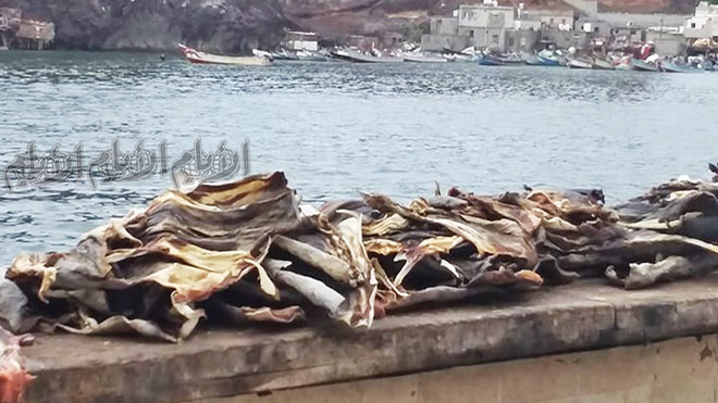جلود اللُّخم تُجفف وتُباع إلى الخارج جلود اللُّخم تُجفف وتُباع إلى الخارج