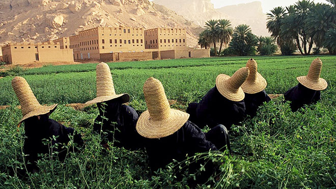 حقول الذرة حقول الذرة