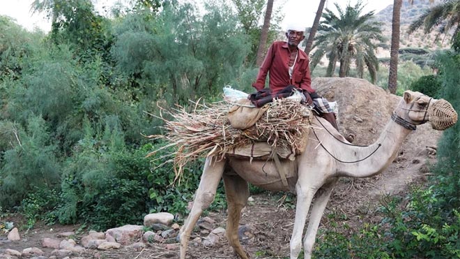 حياة بدائية في منطقة يصعب الوصول لها بسبب وعورة الطريق فيعتمد سكانها على الانعام للتنقل حياة بدائية في منطقة يصعب الوصول لها بسبب وعورة الطريق فيعتمد سكانها على الانعام للتنقل