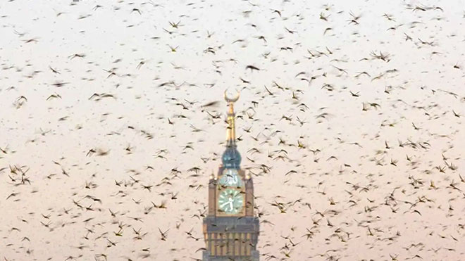 جراد اليمن يعود مجددا ويغطي أكبر ساعة برجية في العالم جراد اليمن يعود مجددا ويغطي أكبر ساعة برجية في العالم