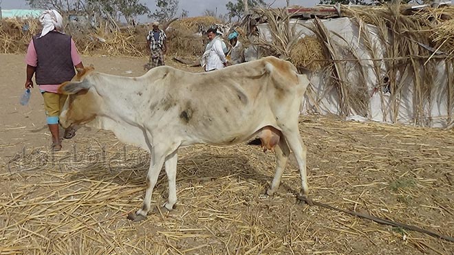 الحالة المعيشية للمواطنين انعكست على المواشي الحالة المعيشية للمواطنين انعكست على المواشي