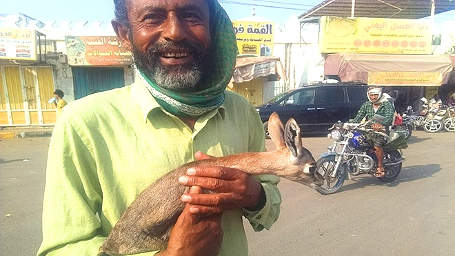 أبين.. مواطن يعرض غزالًا للبيع