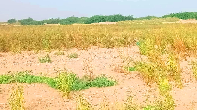 ​مزارعو السمسم بدلتا أبين يتكبدون خسائر فادحة