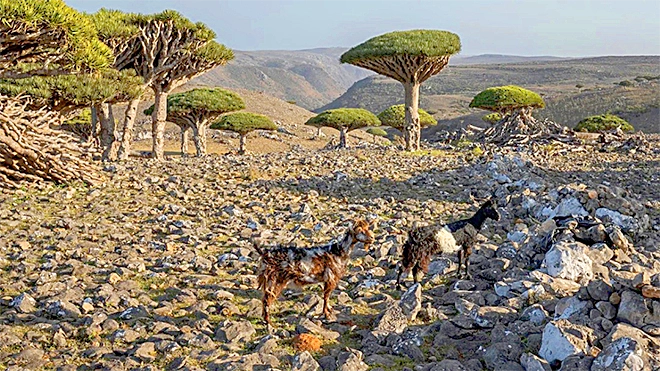 تتجول الماعز بين أشجار دم التنين في جزيرة سقطرى اليمنية في 18 سبتمبر 2024. أنّيكا هامرشلاغ / وكالة أسوشيتد برس تتجول الماعز بين أشجار دم التنين في جزيرة سقطرى اليمنية في 18 سبتمبر 2024. أنّيكا هامرشلاغ / وكالة أسوشيتد برس
