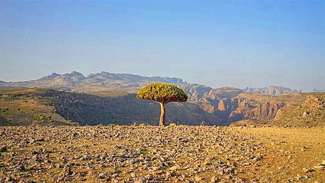 تقف شجرة دم التنين فوق أحد الأودية في جزيرة سقطرى اليمنية في 18 سبتمبر 2024. أنّيكا هامرشلاغ / وكالة أسوشيتد برس تقف شجرة دم التنين فوق أحد الأودية في جزيرة سقطرى اليمنية في 18 سبتمبر 2024. أنّيكا هامرشلاغ / وكالة أسوشيتد برس