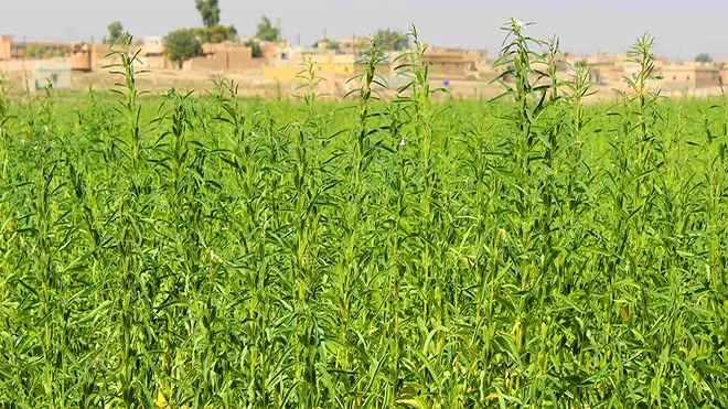 زراعة السمسم بين تحديات الماضي وفرص الموسم الجديد