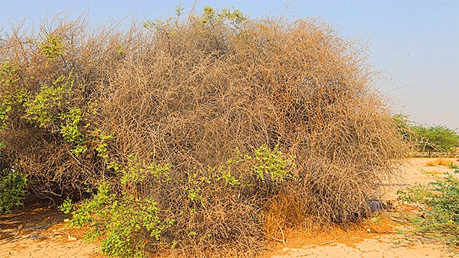 شجرة السيسبان.. خطر بيئي وزراعي يهدد العديد من مناطق اليمن